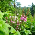 rośliny na literę H