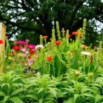 rośliny na literę I