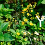 rośliny na literę Y